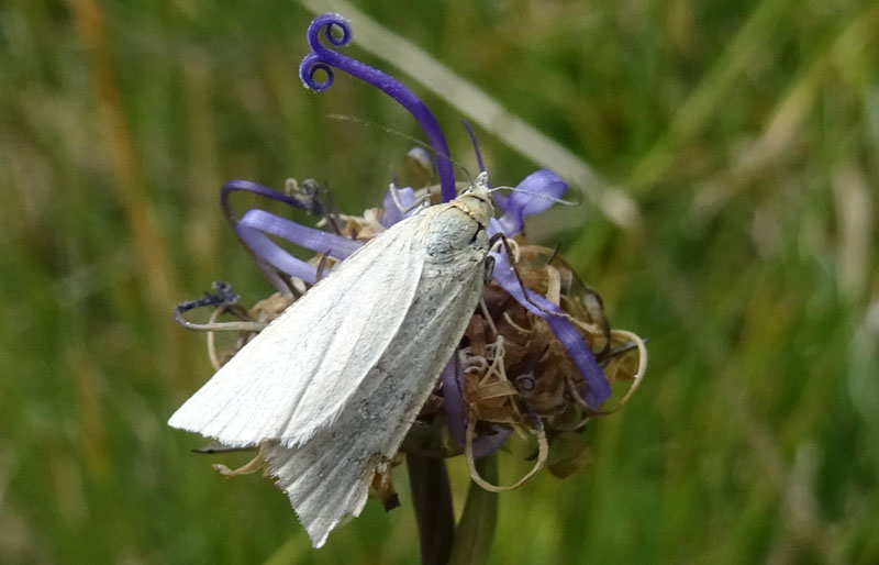 Cfr. Udea austriacalis - Crambidae